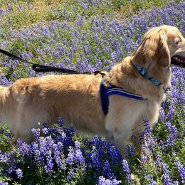 Golden Retriever Puppies from Chablisse Golden Retrievers
