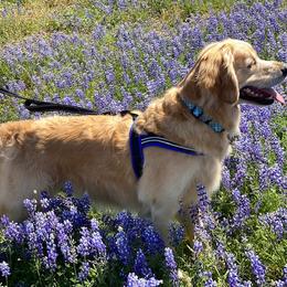 Golden Retriever Puppies from Chablisse Golden Retrievers