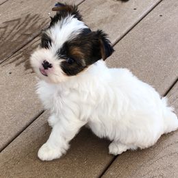 Biewer Terrier and Yorkshire Terrier Puppies from Wisteria Yorkies