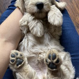 Goldendoodle Puppies from Lykeable Farms