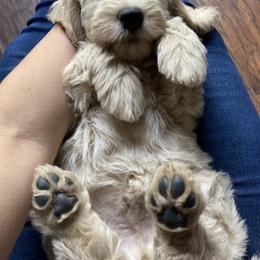 Goldendoodle Puppies from Lykeable Farms