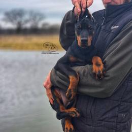 Klair - Black and rust female Doberman Pinscher puppy in China Township, Michigan from Snell's Superior Kennel Dobermann & GSP