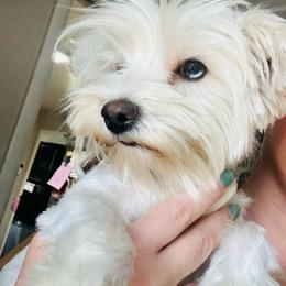 Nala - Yorkshire Terrier