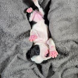 Aubrey - Black and white female Boston Terrier puppy in Millers Creek, North Carolina from Tumbling Shoals Hilltop Bostons