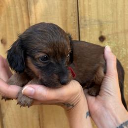 Oak - Red male Dachshund puppy in Mountain Home, Arkansas from The Teacup Homestead Miniature Dachshunds