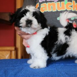 Biewer Terrier, Chinese Crested, and Havanese Puppies from Meadowview Havanese