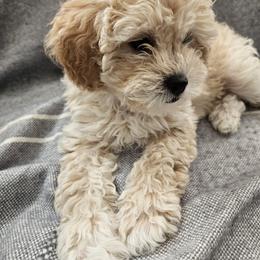 Havapoo Puppies from Derbyville Havapoos