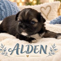 Alden - Sable male Shih Tzu puppy in Montgomery, Texas from Furbourne Farm