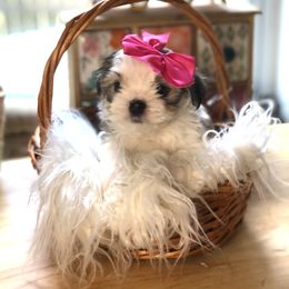 Sunny-Mae - Fawn Companion Cross puppy in Middle Island, New York from Growing Whiskers