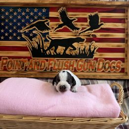 Girl 2 - Liver and white German Wirehaired Pointer puppy in Potosi, Wisconsin from Point and Flush Gun Dogs