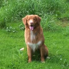 Nova Scotia Duck Tolling Retriever All Grown Up from Forest Cove Tollers