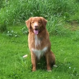 Nova Scotia Duck Tolling Retriever All Grown Up from Forest Cove Tollers