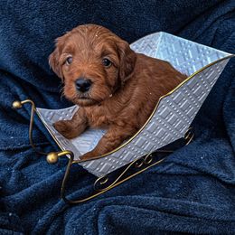 White Collar - Red  female Goldendoodle puppy in Archbold, Ohio from Wurster's Mini Wee Doodles