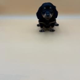 Channel - Black and cream female Dachshund puppy in Porterville, California from Desert Dynasty