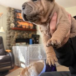 Chinese Shar-Pei Puppies from Morgan's Chinese Shar-Pei