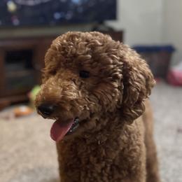 Ray - Aussiedoodle