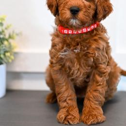 Bernedoodle and Goldendoodle Puppies from Sun Valley Goldendoodles