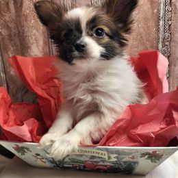 Companion Cross, Papillon, and Pomeranian Puppies from Lovely Ladies and Little Asses Miniature Equines (L3A Pomeranians & Papillons)