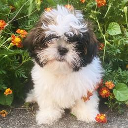 John - Brindle and white male Shih Tzu puppy in Jasper, Georgia from Tiny Bubbles Shih Tzus