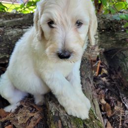 Labradoodle Puppies from Red Dirt Doodles