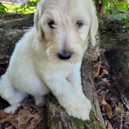 Labradoodle Puppies from Red Dirt Doodles