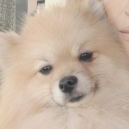 Bear - Pomsky