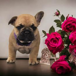 French Bulldog Puppies from Bullish Pride