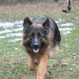 Avelina - German Shepherd