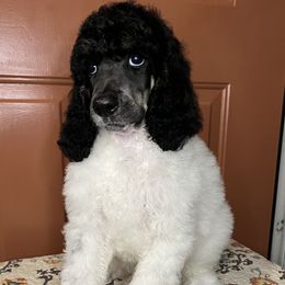 Sunny - Poodle puppy in Bristol, Virginia from Schrute Farms Standard Poodles