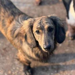 Louffy - Dachshund