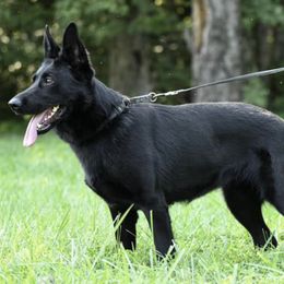 German Shepherds from Waffenrauch Kennels