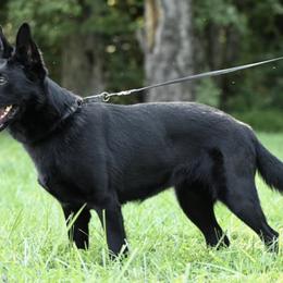 German Shepherds from Waffenrauch Kennels