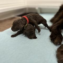 Boykin Spaniel and Chesapeake Bay Retriever Puppies from Big Medicine Kennel