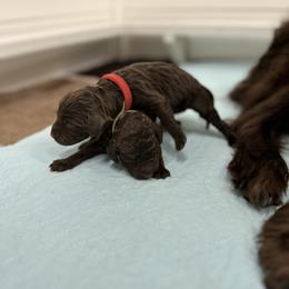Boykin Spaniel and Chesapeake Bay Retriever Puppies from Big Medicine Kennel