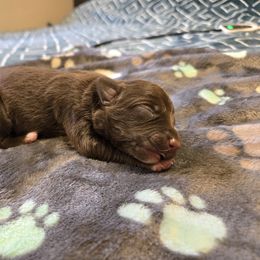 Border Collie and Golden Retriever Puppies from Sona Kennels