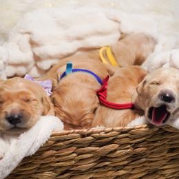 Golden Retriever puppies from Goldens&MiniAussiesWithFinesse