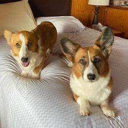 Cardigan Welsh Corgis and Lancashire Heelers from Carla's Cardigan Welsh Corgis & Lancashire Heelers