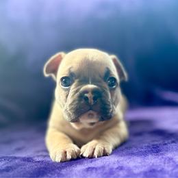 Tweetie - Fawn and white female French Bulldog puppy in Greeley, Colorado from Mandy Moon French Bulldogs