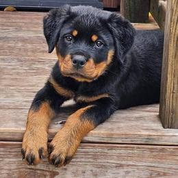 Rottweiler Puppies from Familienwachter Rottweilers