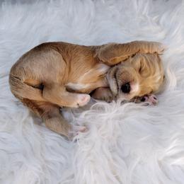 Boy 5 - Apricot male Australian Labradoodle puppy in Harrisonburg, Virginia from Crown Doodles