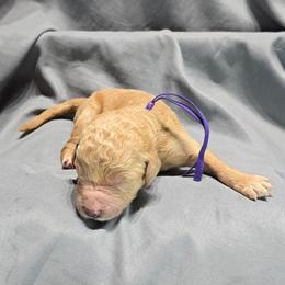 Max - Apricot female Goldendoodle puppy in Georgetown, Tennessee from Georgetown designer and purebred puppies