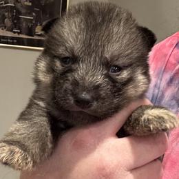 Wolf grey female - Agouti and white female Siberian Husky puppy in Doswell, Virginia from Shinko Siberians