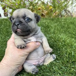 Fiona - Fawn female French Bulldog puppy in Jacksonville, Florida from Jacksonville Frenchies