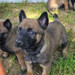 Black collar - Fawn male Belgian Malinois puppy in Bolton, Connecticut from du Val du Bois Malinois