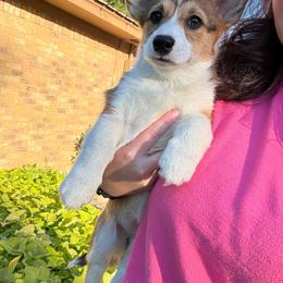 Laci-Female 2 - Sable female Pembroke Welsh Corgi puppy in Cooper, Texas from S7 Corgis and Chaos