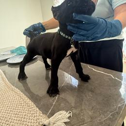 Titan - Black male Cane Corso puppy in Lubbock, Texas from Hub City Kennel