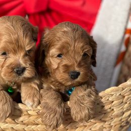 Cavapoos from Creekwood Miniature Cavapoos