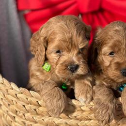 Cavapoos from Creekwood Miniature Cavapoos