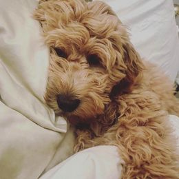 Labradoodles and Poodles from Salley Mcintyre's Labradoodles and Poodles