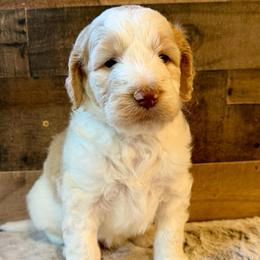 Brown Collar Boy - Yellow and white male Bernedoodle puppy in San Augustine, Texas from Vintage Doodles